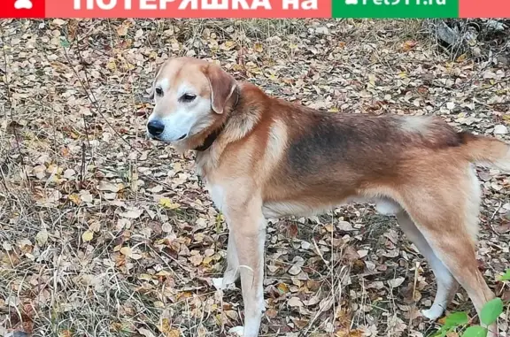 Пропала собака в Даутово, Верхний Уфалейский район, Челябинская обл.