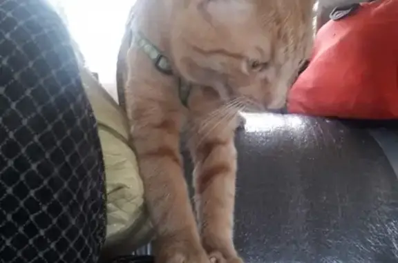 Кошки потеряшки, Новосибирск, фото: Потеряшка рыжий котик на У. Гребенщикова в Новосибирске