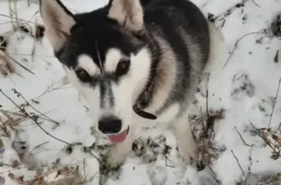 Потерянные животные Братск, фото: Пропала Хаски на ул. Муханова, Братск, Россия