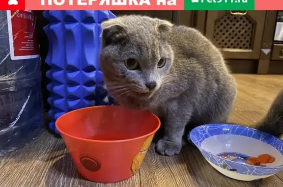 Найдена вислоухая кошка в Ростове-на-Дону