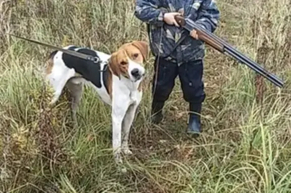 Собаки потеряшки, Нижний Новгород, фото: Потеряшка собака в Богородском районе, трехцветная, возраст 1.5 года.