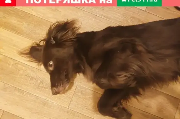 Найдена собака в Звенигороде