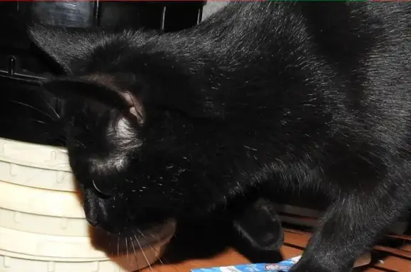 Кошки потеряшки, Октябрьский, фото: Потеряшка кошка на Октябрьском проспекте 39 без ошейника