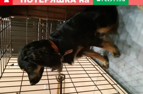 Найдена собака на Московке-2
