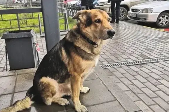 Найдена собака на Южном бульваре, Н.Новгород