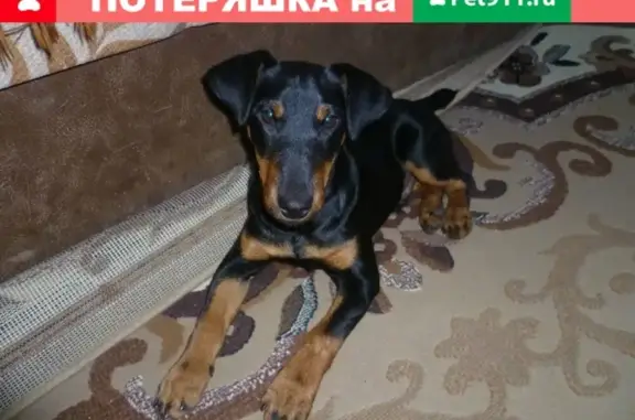 Пропала собака Рэй в снт Малиновка, Нурма, Тосненский р-н.