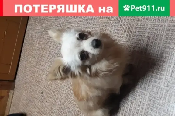 Найдена собака, Нижний Новгород, фото: Найдена собака на ул. Пермякова в Автозаводском районе