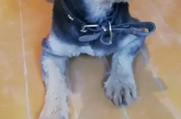 Найдена собака в Зубчаниновке, Самара