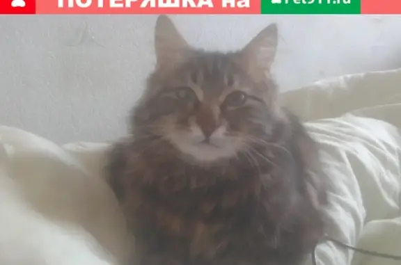 Пропала кошка котик Вася в Ялте, ул. Дражинского, 24