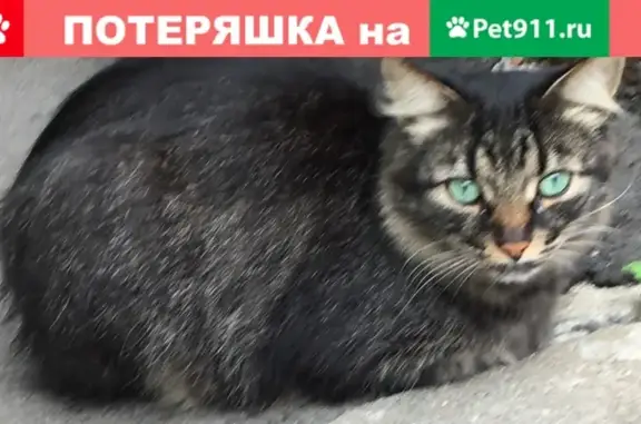 Потерянные животные Москва, фото: Пропал кот Барсик в деревне Мильково, ищем!