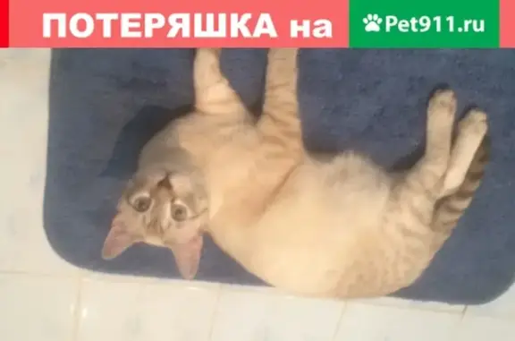 Пропала кошка Тигр в Павловском Посаде