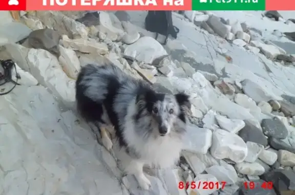 Пропала собака в Ростове, порода Шелти, кличка ЧИЖИК, тел. 89185716810