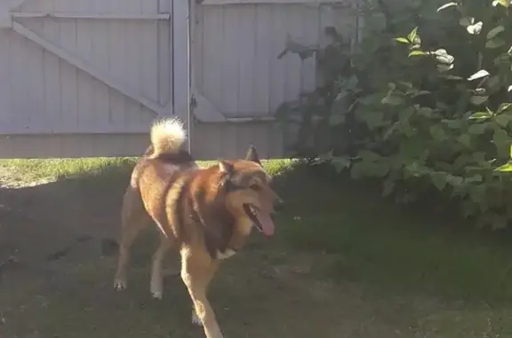 Собаки потеряшки, Череповец, фото: Потеряшка собака Юкон в Харламовском районе