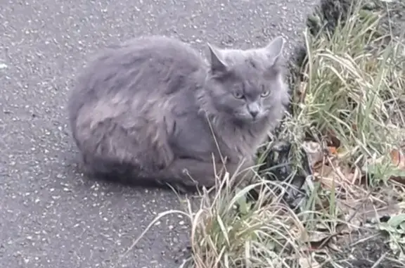 Найдена русская голубая кошка в Кузьминках
