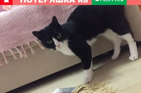 Найдена кошка на Пролетарской