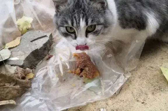 Найдена голодная и ласковая кошка на улице Казахской (дома 21 и 25)