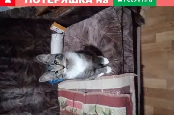 Кошки потеряшки, Кострома, фото: Потеряшка кошка Егор, Якиманиха 13, Кострома