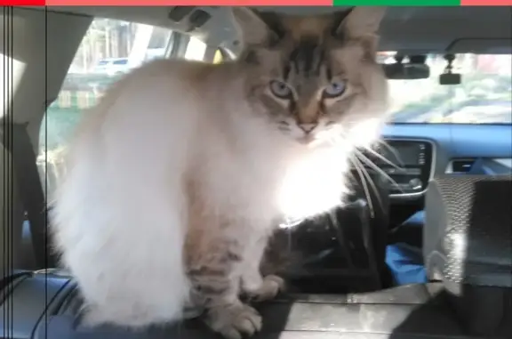 Найдена кошка Невская маскарадная в Костроме