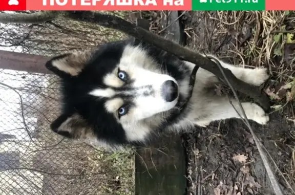 Потеряшка-собака найдена в Ярославле