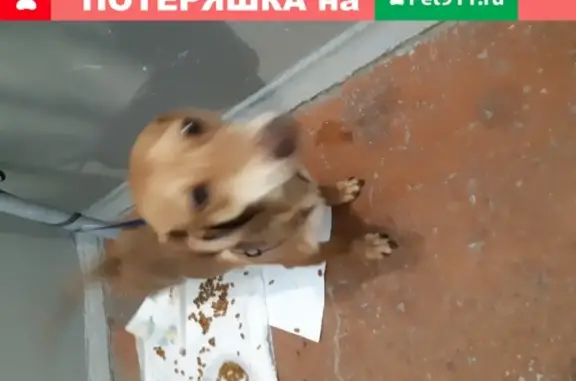 Найдена собака на улице Советская, 105