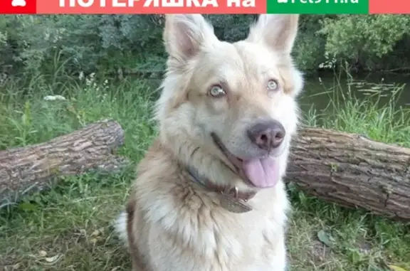Пропала собака Кайлас в Судаково, Московская обл.