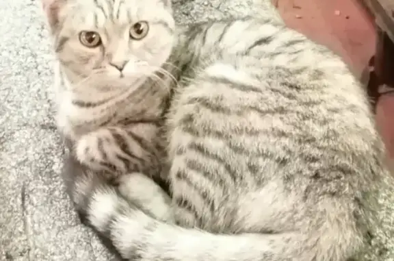 Найдена молодая кошка в районе Кировской БТЭЦ (Самара)