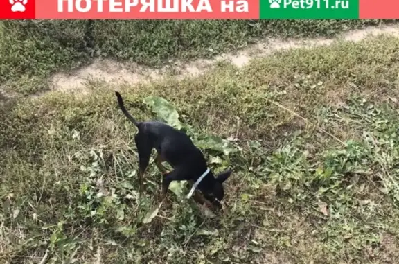 Пропала собака в Константиново, Московская обл. 15 ноября 2019.
