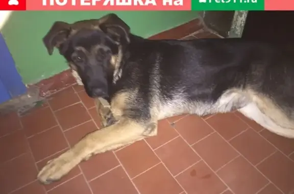Собака с ошейником на Новолесной улице, Ростов-на-Дону