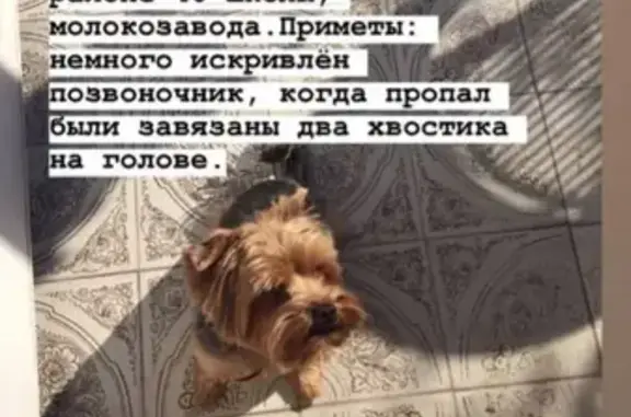 Пропала собака Кекс в Новороссийске, район Луначарского
