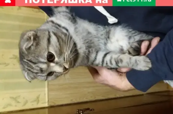 Найдена кошка на ул. Московская