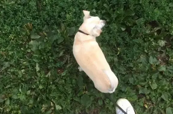 Собаки потеряшки, Липецк, фото: Потеряшка собака в Липецке на бульваре Есенина.