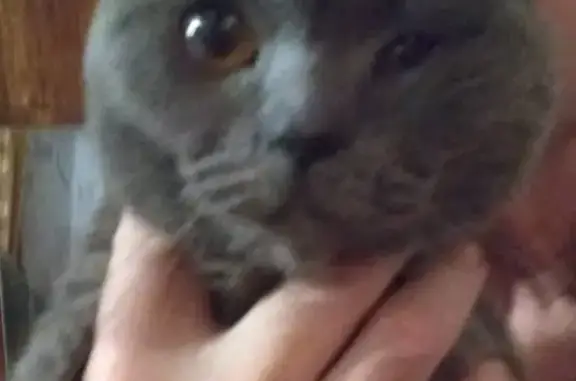 Кошка с подбитым глазом найдена в Уфе