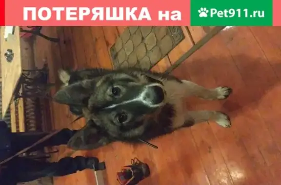 Собака найдена в Слободке, Тверская обл.