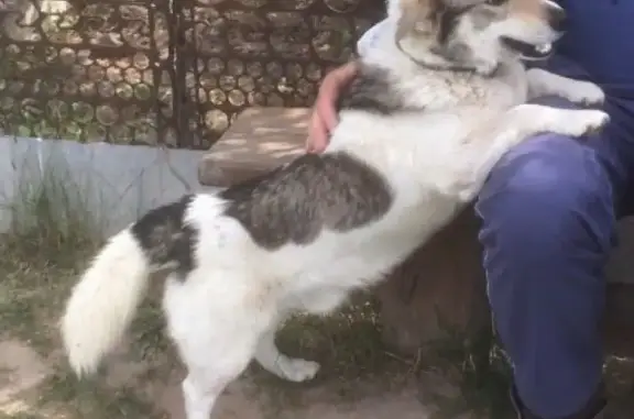 Пропала собака Кекс в Сурске