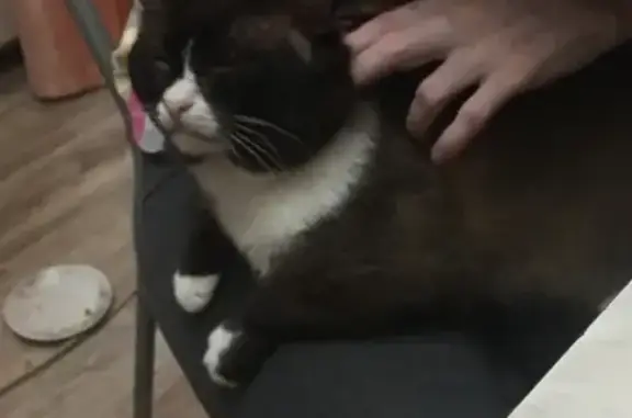 Кошки потеряшки, Саранск, фото: Потеряшка кошка в Саранске: Мальчик, 8 лет, сеамский окрас, ул. Титова, 18