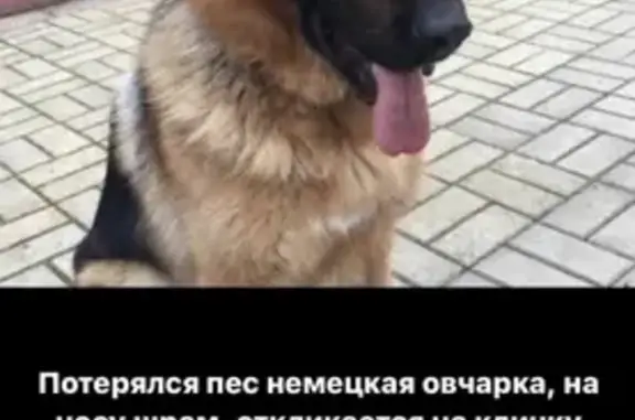 Пропала собака Немецкой овчарки возрастом 3 года в Сочи.