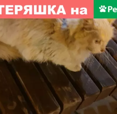 Найдена белая кошка на ул. 40 лет Октября в Москве