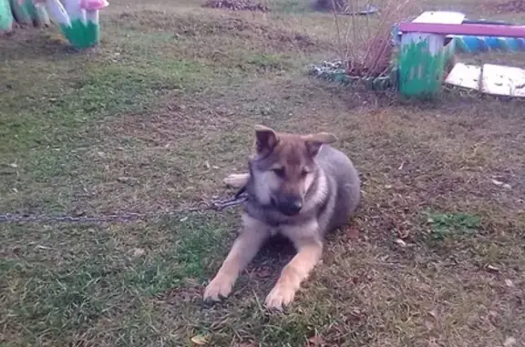 Собаки потеряшки, Сиява, фото: Потеряшка щенок в Сияве, Чувашия (с ошейником)
