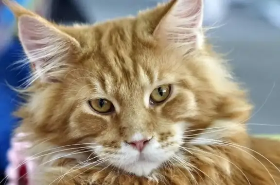 Кошки потеряшки, Тамбов, фото: Потеряшка кот Мейкун на улице Славянская (Тамбов)