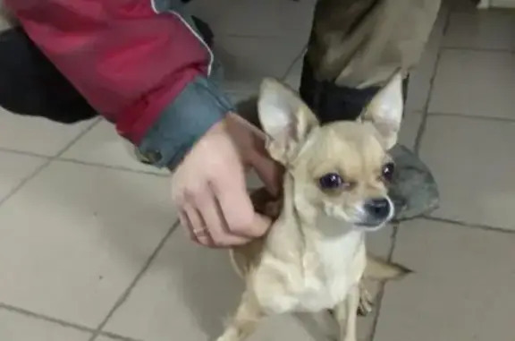 Собачка ищет хозяина в Останкино, Московская область