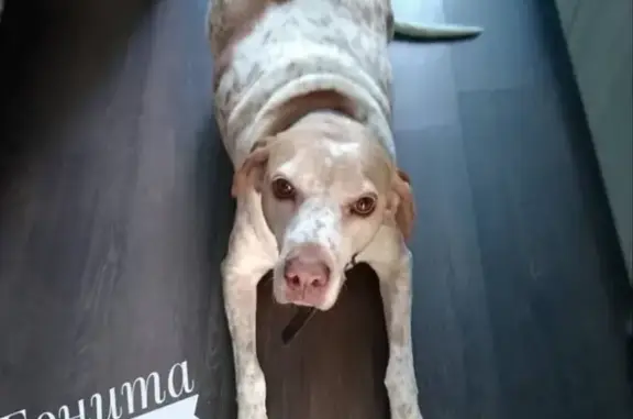 Собаки потеряшки, Сочи, фото: Потеряшка собака Боня в Кудепсте, нужна помощь!