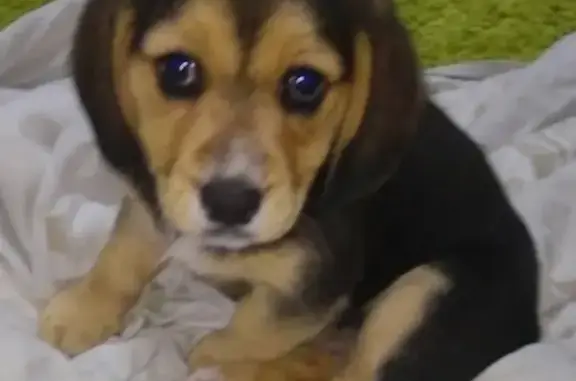 Собаки потеряшки, Волгодонск, фото: Потеряшка собака Боня в Красном яру, Волгодонск, Ростовская обл.