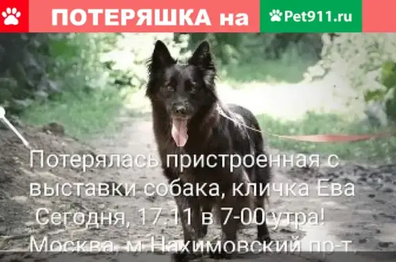 Потерянные животные Москва, фото: Пропала собака Ева возрастом 4 года в районе метро Нахимовский проспект, Москва.