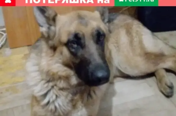 Найдена собака в Колпино, Санкт-Петербурге!