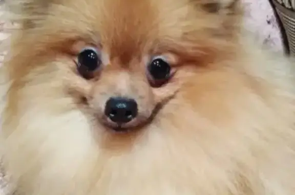 Собаки потеряшки, Москва, фото: Потеряшка собака на ул. Маршала Федоренко, Москва