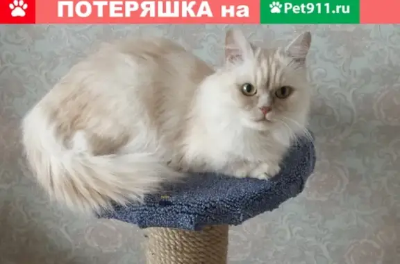 Объявления о пропавших и найденных животных, Ижевск, фото: Пропала кошка в Ижевске, хромает на левую лапку