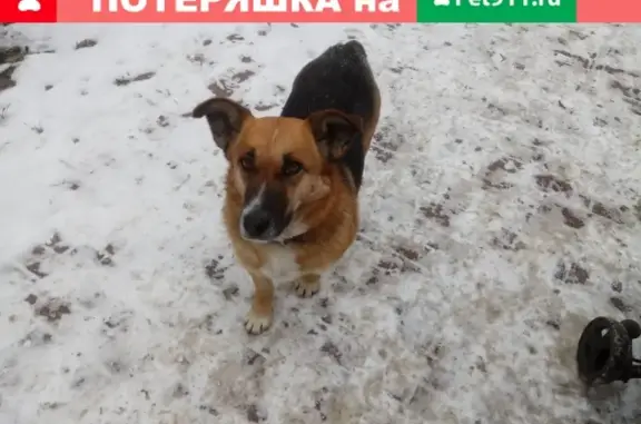 Найдена собачка в Челябинске, Курчатовский район