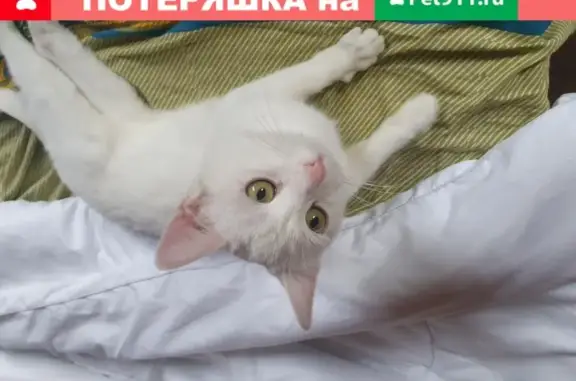 Найдена белая кошка в Истре, СНТ Холщёвики-1