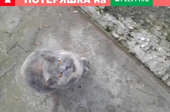Кошка найдена в Владимире, здорова и ухожена