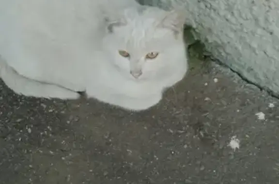 Потерян домашний кот на ул. Воровского, Краснодар